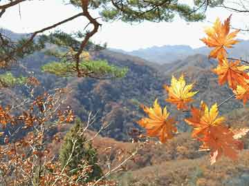 澳門彩票開獎(jiǎng)結(jié)果，探索與解析（XXXX年視角），澳門彩票開獎(jiǎng)結(jié)果深度解析，XXXX年視角探索報(bào)告