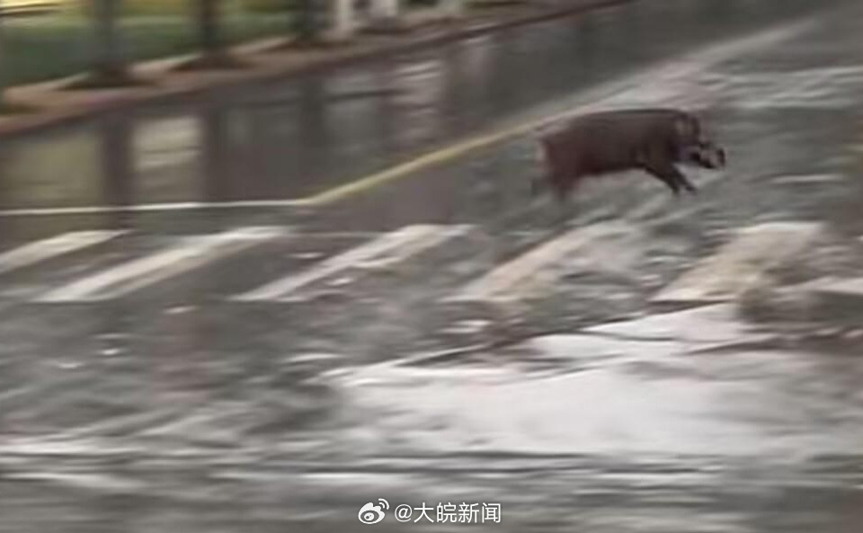 池州一高校內(nèi)驚現(xiàn)狂奔野豬，事件回顧與生態(tài)警示，池州高校野豬狂奔事件，回顧與生態(tài)警示