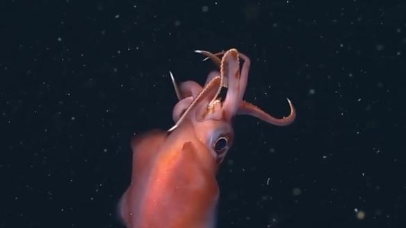 深海水族館隱藏魚種