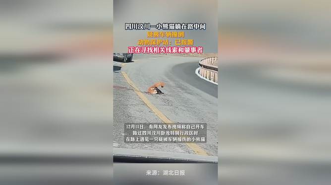 小熊貓遭遇車禍