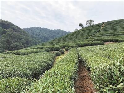 杭州疫情最新動態(tài)