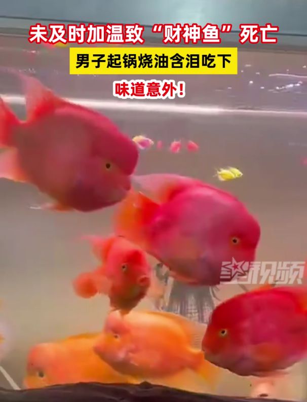 財神魚死亡與男子起鍋燒油含淚吃下的故事，男子含淚烹飪財神魚，死亡與食欲的交織故事