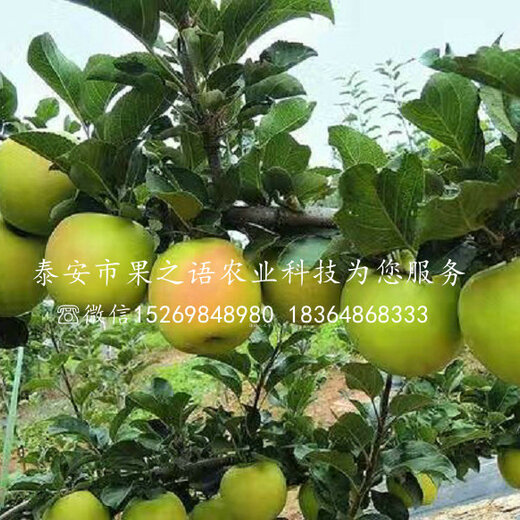 淳化瑞雪蘋果的種植歷史，一種傳統(tǒng)與現(xiàn)代融合的果實(shí)傳奇，淳化瑞雪蘋果，傳統(tǒng)種植與現(xiàn)代融合的果實(shí)傳奇