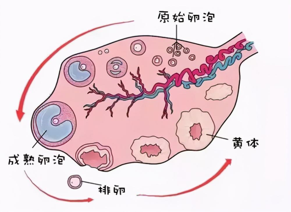 如何正確理解黃體破裂，黃體破裂的正確理解方式