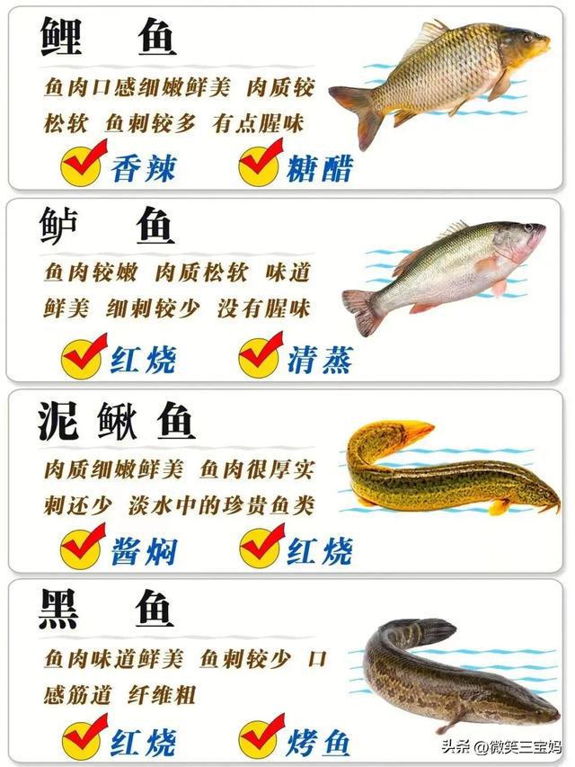 魚類行為與生存策略，適應環(huán)境的智慧展現，魚類行為與生存策略，展現適應環(huán)境的智慧