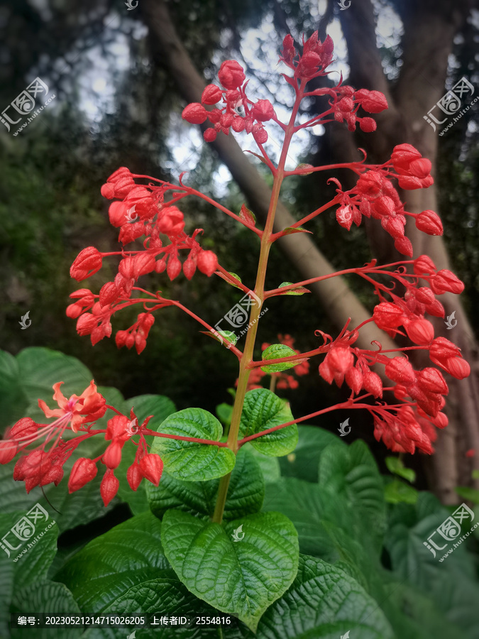 狀元紅97049精準(zhǔn)資料，探索與解析，狀元紅97049精準(zhǔn)資料深度解析與探索