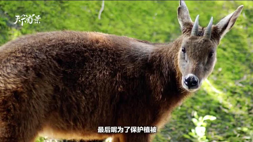 新澳2024今晚開(kāi)獎(jiǎng)資料四不像，探索彩票世界的神秘面紗，探索彩票世界的神秘面紗，新澳2024今晚開(kāi)獎(jiǎng)資料四不像