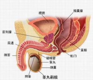 前列腺炎治療費用