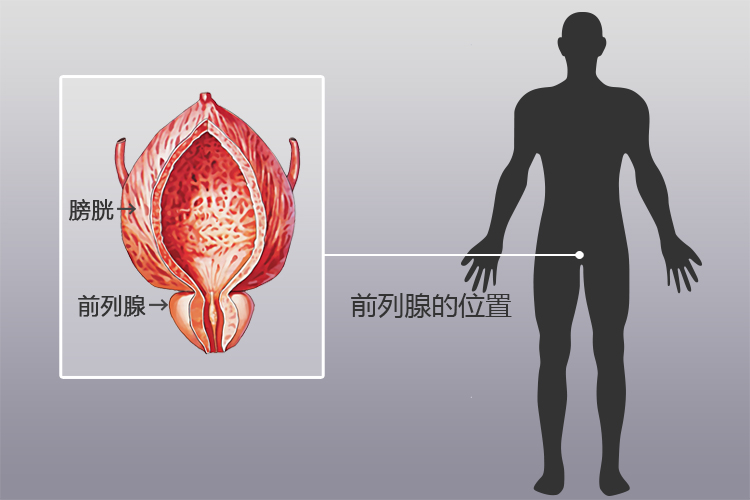 前列腺位置圖片