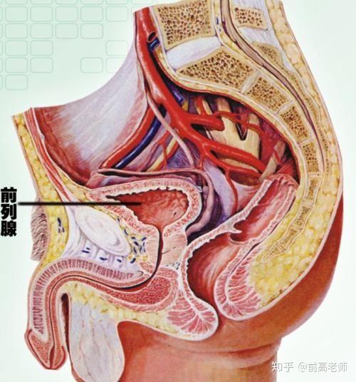 前列腺高完全入門指南，前列腺高完全入門手冊