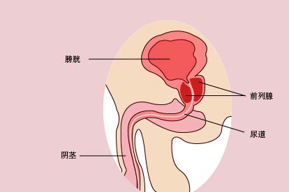 前列腺的位置示意圖及其相關(guān)知識解析，前列腺位置示意圖詳解與相關(guān)知識全面解析