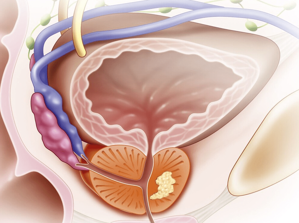 什么是前列腺？深入了解男性重要的生殖器官，前列腺揭秘，深入了解男性重要生殖器官的功能與特點(diǎn)