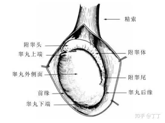 關(guān)于睪丸一邊高一邊低的探討，并非涉黃問題，睪丸高低差異探討，揭秘生理奧秘，避免誤解涉黃話題