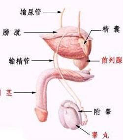 前列腺癌的癥狀及表現(xiàn)，前列腺癌的癥狀與表現(xiàn)概述