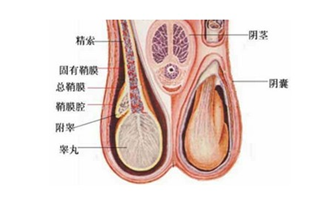 睪丸突然疼痛一會兒又不疼了