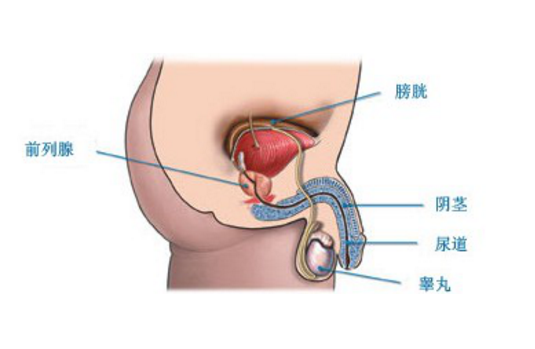 坦索羅辛治療前列腺炎，療程時長與治療效果分析，坦索羅辛治療前列腺炎，療程與效果深度解析