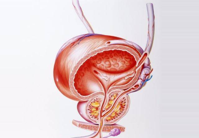 前列腺的位置及其重要性，前列腺的位置與功能重要性簡介