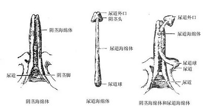 關(guān)于如何激活海綿體的探討，關(guān)于海綿體激活的探討與涉黃問題解析